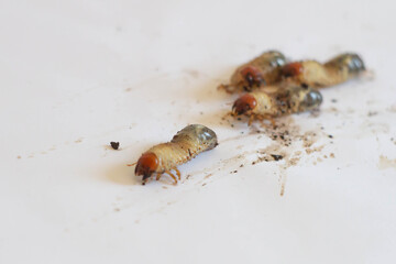 Grub Worms (Asiatic rhinoceros beetle or Oryctes rhinoceros) On white paper  , Oryctes rhinoceros adults are nocturnal. Insects