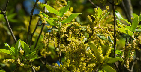 Close-up of blooming Quercus ilex, the evergreen oak, holly or holm oak in city park Krasnodar....