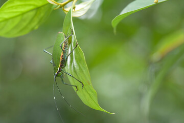 Animal Insects On Nature Place