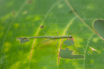 Animal Insects On Nature Place