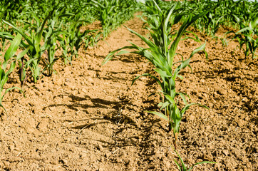 Corn field with young stems, Novi Sad, Serbia