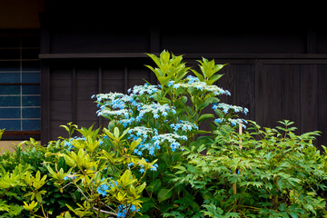 Oubai-in Temple in Kyoto.