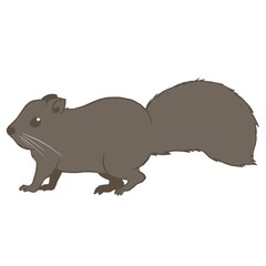 タイワンリス①ラフ