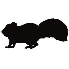 タイワンリス①シルエット