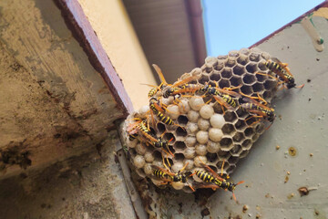 wasp sitting on top of wasp nest.  close up