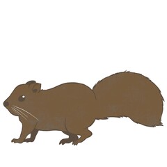 タイワンリス①ラフ