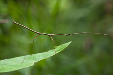 Animal Insects On Nature Place