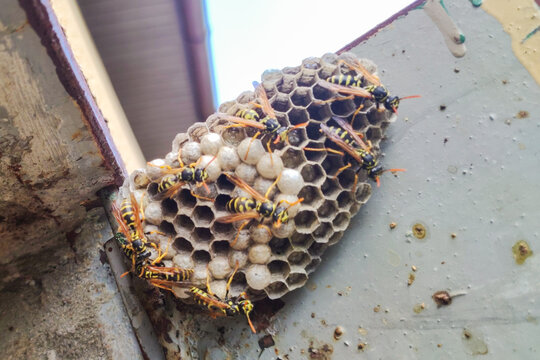 wasp sitting on top of wasp nest.  close up