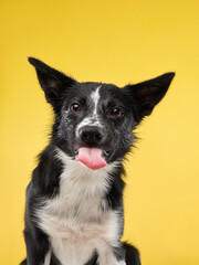 funny crazy dog. Happy Border Collie with curve muzzle. Pet on a yellow background