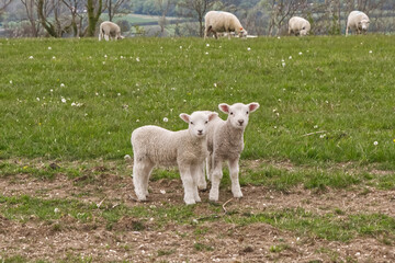 Obraz premium Sheep and lambs, Sussex, England