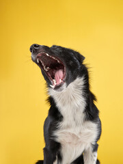 Obraz premium funny crazy dog. Happy Border Collie with curve muzzle. Pet on a yellow background