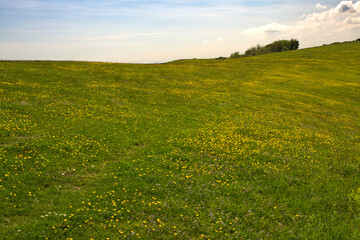 Obraz premium Wildflowers and grass on South Downs, Sussex, England