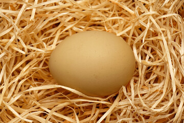 Chicken egg in hay stack
