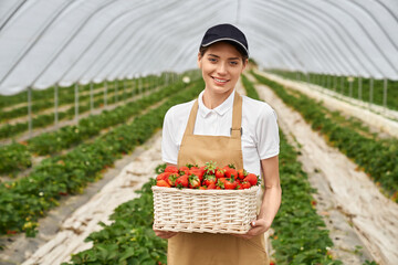 Portrait of attractive young woman in black cap and beige apron standing at greenhouse with basket full of ripe strawberries. Cultivation of seasonal berries.