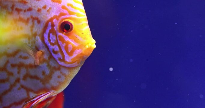 tropical fish close-up opens and closes its mouth. Talking fish.Slow motion