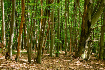 beech forest landscape in summer. beautiful nature outdoor on a sunny day. tall trees in green foliage