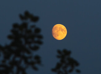 Full moon in sky. Night photo. Silhouette of dark tree branches with leaves. The bright orange moon behind trees. Moonlight. Midnight sky. Night time. June