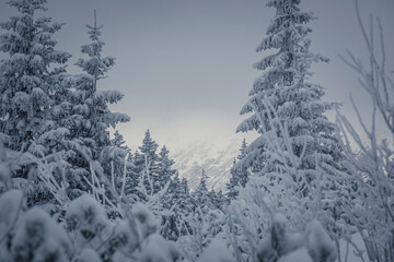 Mountain forest in winter, Tatras National Park, Poland. Branches of trees and bushes covered with...