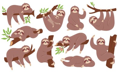Sloth. Funny sloths hanging on branch, climbing tree, sleeping. Cute baby animal with mother. Lazy sleepy animals in various poses vector set. Zoo characters with rainforest plant leaves