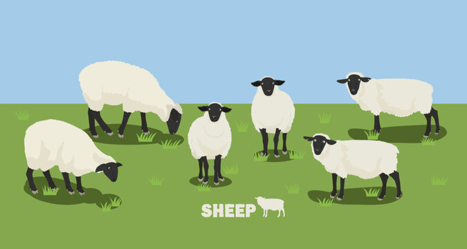 sheep in the ranch (Suffolk)