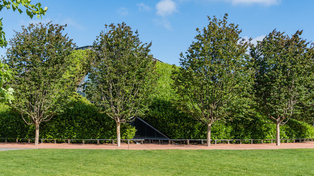 Rows of Parrotia persica or Persian ironwood trees around the walls of mirror labyrinth with evergreen cherry laurel shrubs. Mirror labing in public park Krasnodar or Galitsky Park. Summer 2021