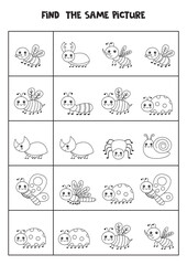 Find two the same insects. Black and white worksheet.