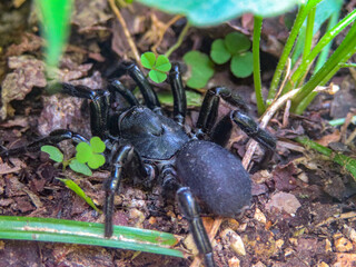 spider