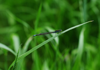 アオモンイトトンボのクローズアップ