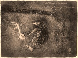 Dead baby Robin bird on the ground in antique old photograph style with cursive annotation label
