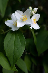 Jasmine. Beautiful blooming jasmine. White jasmine flowers among green leaves.