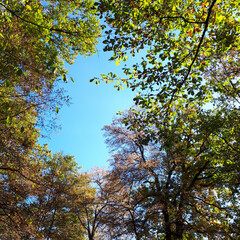 Park covered in trees under the sunlight and a blue sky in autumn