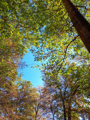 Vertical shot of trees in a park under the sunlight and a blue sky in autumn