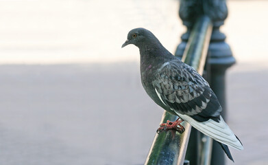  Rock dove sit on a black fence pipe in the park.
