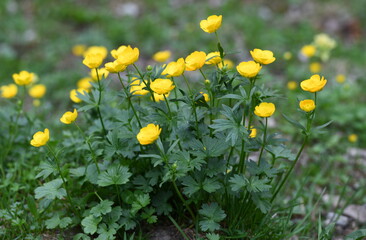 flore des alpes
