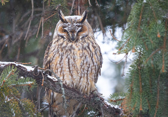 Long eared owl (Asio otus) bird of prey perched and resting in a tree with snow in winter daytime