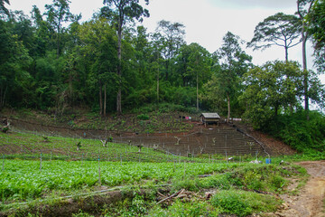 Closeup shot of a garden with cultivating plants and small house with trees on the background