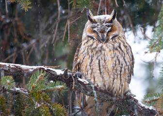Long eared owl (Asio otus) bird of prey perched and resting in a tree with snow in winter daytime