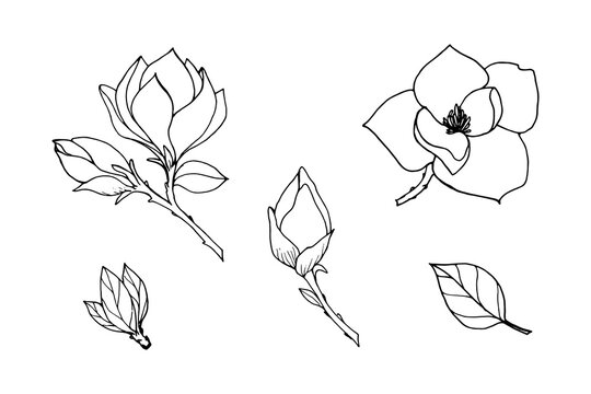 Set of elements of branches magnolia flowers, leaves, buds, black contour drawing with white fill.