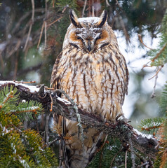 Long eared owl (Asio otus) bird of prey perched and resting in a tree with snow in winter daytime