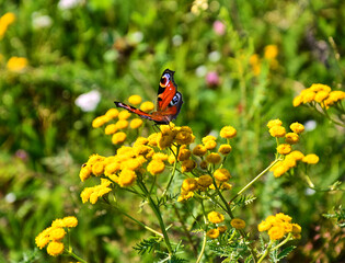 braun butterfly on the flowers of the pyjama plant