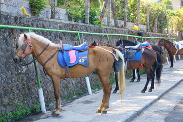 A line of horses waiting to be rented by visitors to this tourist park