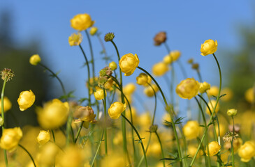 Obraz premium Trollblume