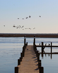 Fototapeta na wymiar seagulls on pier