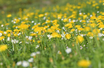 Obraz premium Blumenwiese