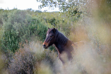 Giara wild Horse, spring in Sardinia HD