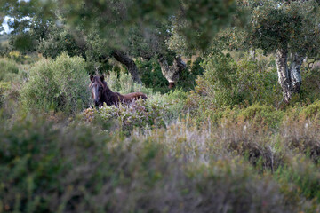 Giara wild Horse, spring in Sardinia HD