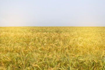 Wheat field in an early morning summer day