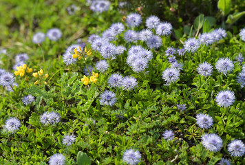 Schaft-Kugelblume am Berg