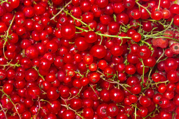 Red currant background. Lots of ripe red currants. Delicious berry.