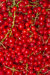 Red currant background. Lots of ripe red currants. Delicious berry.